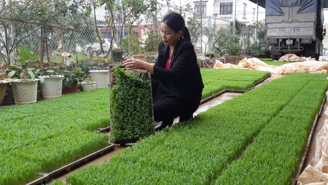 Bà Hà - GĐ HTX nông nghiệp Thụy Hương đang kiểm tra phần mạ trước khi gieo cấy (ảnh T. Vân)