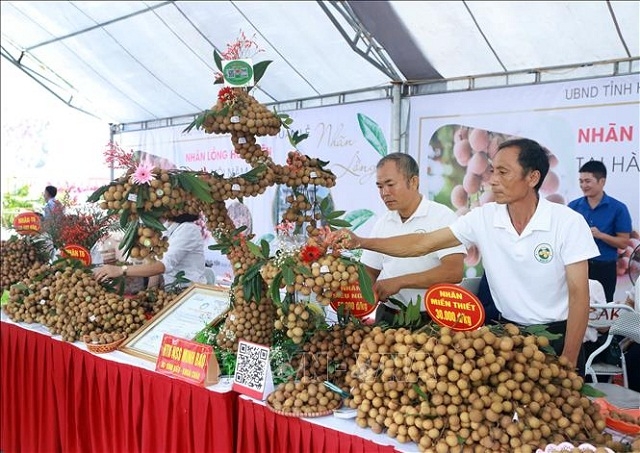 Sản lượng nhãn năm nay của Hưng Yên ước đạt từ 45.000 - 50.000 tấn, cao hơn năm 2019 khoảng 18.500 tấn (Ảnh: TL)