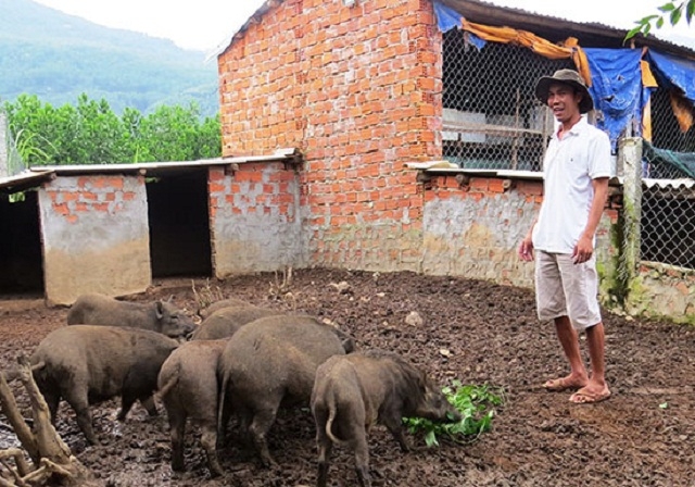 Đàn heo rừng sinh trưởng tốt trong môi trường tự nhiên (Ảnh: TL)