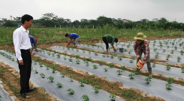 Mô hình trồng ớt Thái Lan xuất khẩu của HTX dịch vụ nông nghiệp Đình Bảng.