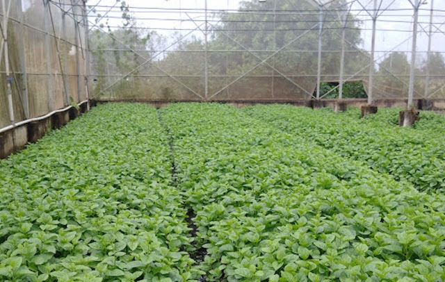 Vườn rau sạch của HTX Phước Bình (ảnh: Tư liệu)