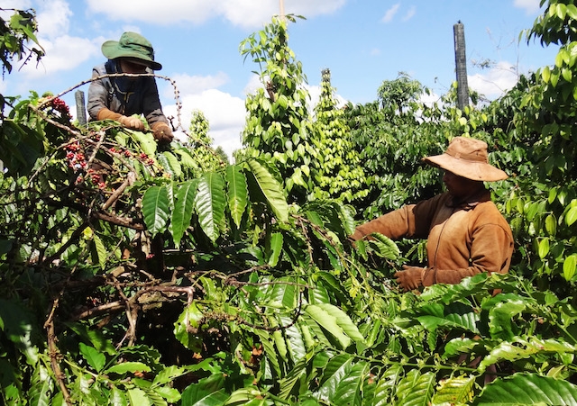 Các HTX nông nghiệp góp phần tạo việc làm cho người dân tộc thiểu số ở Bình Phước