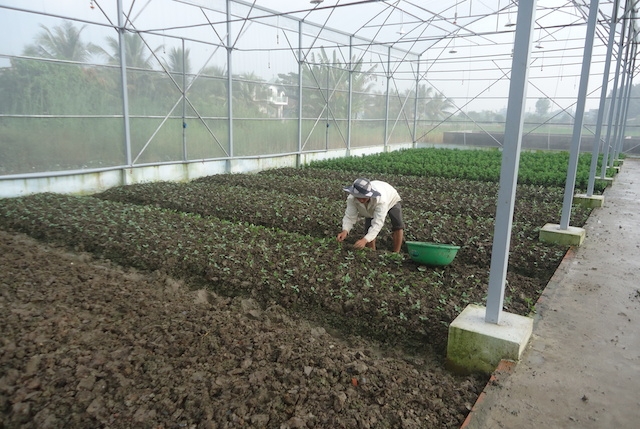 Trồng rau sạch trong nhà lưới ở HTX Phước An (ảnh: Tư liệu)