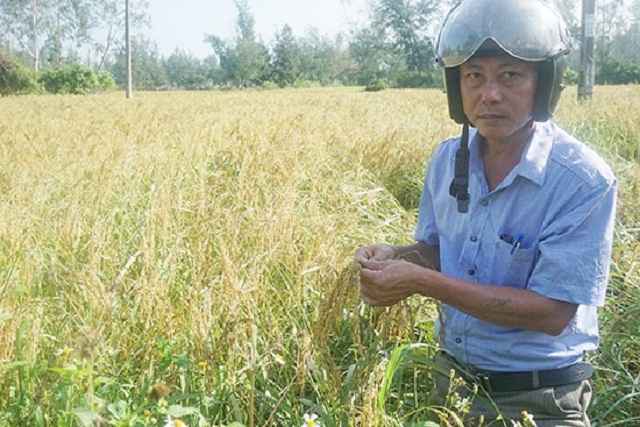 Giống nếp Hương Bàu đã được huyện Thăng Bình khôi phục (Ảnh: TL)