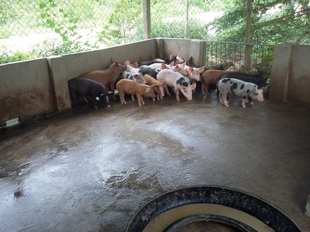 Ngoài heo rừng, HTX còn phát triển heo nái sinh sản và heo siêu nạc (Ảnh: TL)