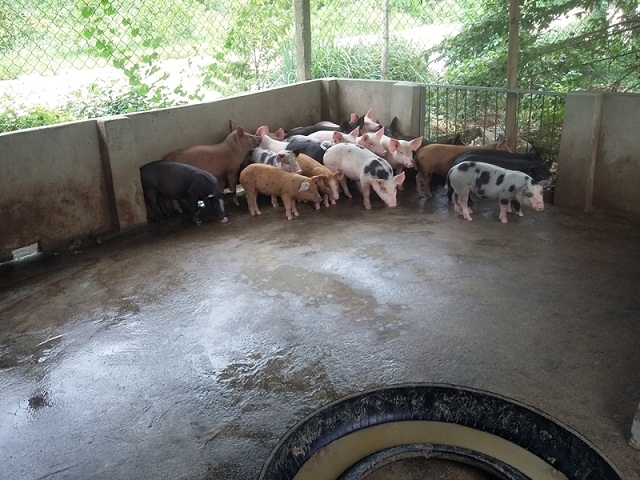 Ngoài heo rừng, HTX còn phát triển heo nái sinh sản và heo siêu nạc (Ảnh: TL)