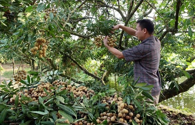 Áp dụng tiêu chuẩn VietGAP, các vườn nhãn chín sớm có tỷ lệ đậu quả cho thu hoạch gần 90% (Ảnh: TL)