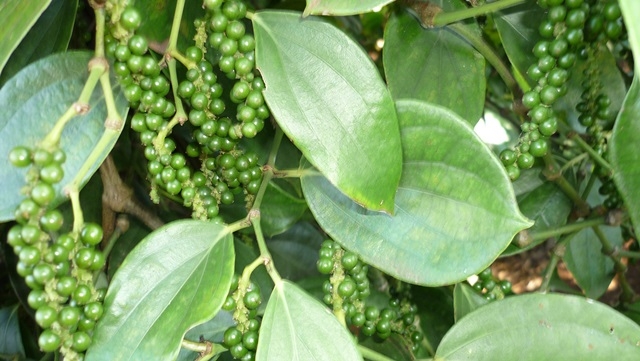 Giá tiêu tăng không bền vững (Ảnh Internet)