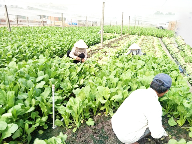 HTX Mười Hai đang phát triển ổn định nhờ sản xuất an toàn, hiện đại (Ảnh Tư liệu)