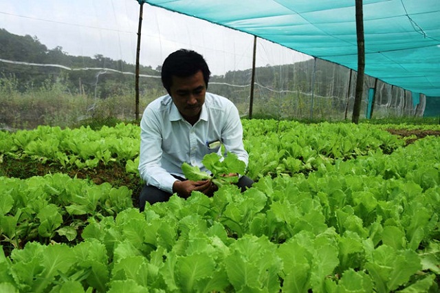 Anh Sơn đầu tư 200 triệu đồng để thực hiện mô hình trồng rau sạch (Ảnh: TL)