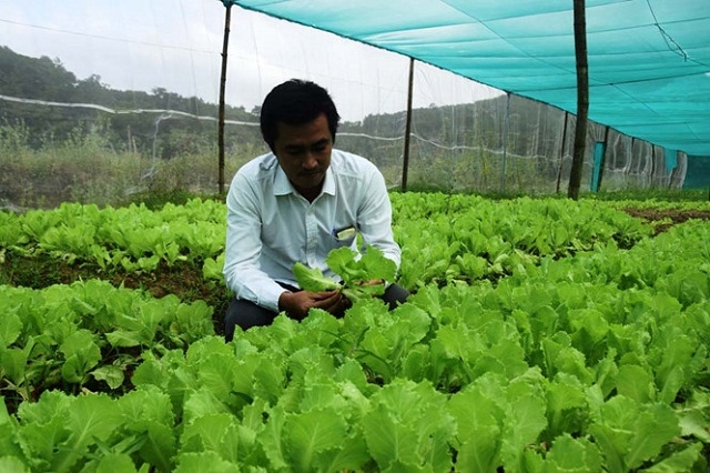 Anh Sơn đầu tư 200 triệu đồng để thực hiện mô hình trồng rau sạch (Ảnh: TL)