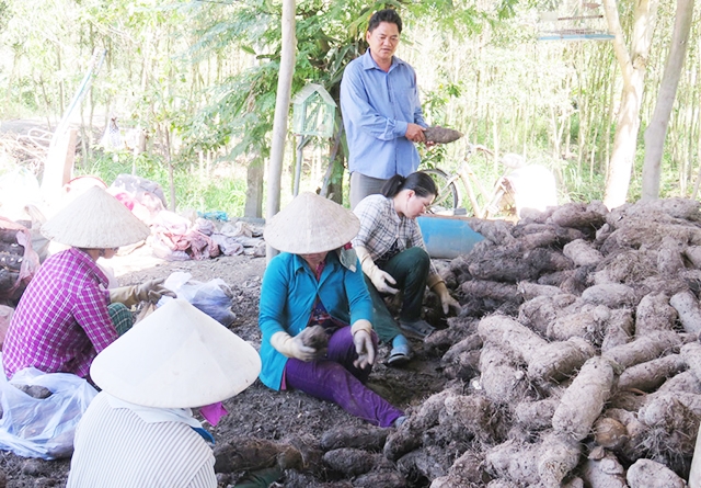 HTX đang phát huy vai trò dẫn dắt người nông dân sản xuất theo hướng hàng hóa (Ảnh Tư liệu)