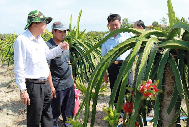 Việc dạy nghề trồng thanh long VietGAP được nhiều nhà nông hưởng ứng