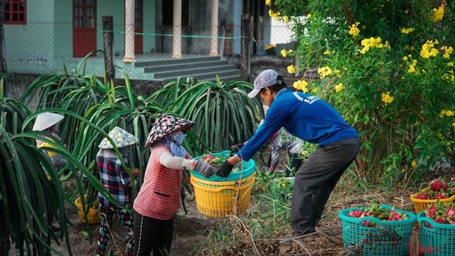 Nhiều HTX thanh long ở Long An tạo công ăn việc làm ổn định cho lao động nông thôn địa phương