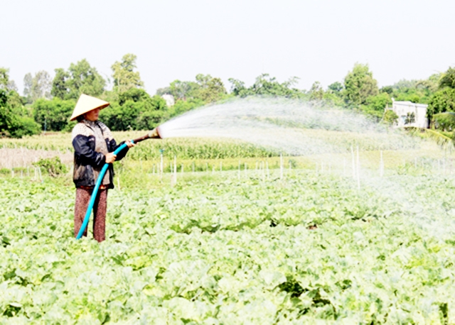 Các HTX, tổ hợp tác có vai trò quan trọng trong việc hoàn thành các mục tiêu NTM nâng cao của xã (Ảnh TL)