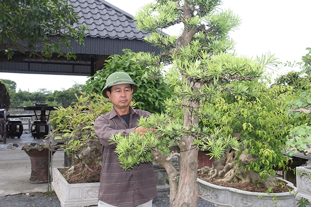 Ông Lê Đức Ân, Chủ tịch HĐQT, Giám đốc HTX du lịch sinh thái hoa, cây cảnh Phù Vân đang chăm sóc cây cảnh