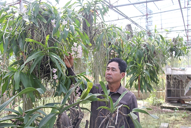 Ông Lê Đức Ân, Chủ tịch HĐQT, Giám đốc HTX du lịch sinh thái hoa, cây cảnh Phù Vân đang chăm sóc vườn lan. (ảnh Phạm Duy)
