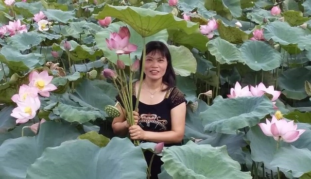 Phó Giám đốc HTX du lịch sinh thái hoa, cây cảnh Phù Vân Lại Thị Vân Anh kiểm tra vườn sen bát bảo chuẩn bị thu hoạch bán hoa