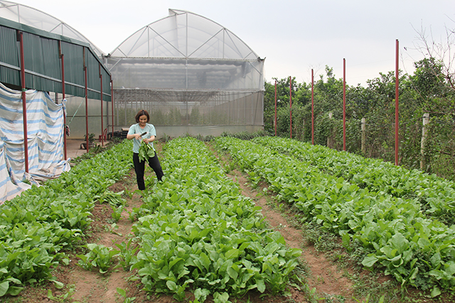Trồng rau hữu cơ giúp các HTX có nhiều cơ hội đưa sản phẩm nông nghiệp vào các chuỗi siêu thị
