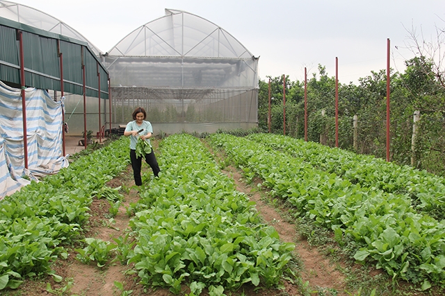 Trồng rau hữu cơ giúp các HTX có nhiều cơ hội đưa sản phẩm nông nghiệp vào các chuỗi siêu thị