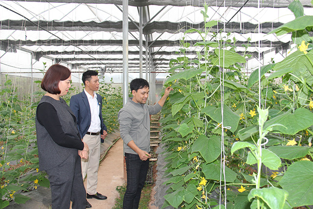 Ứng dụng công nghệ cao trong sản xuất nông nghiệp của các HTX sẽ giúp gia tăng giá trị để xuất khẩu