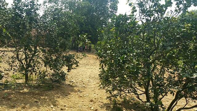 Vườn cam của HTX Phú An chuẩn bị cho thu hoạch