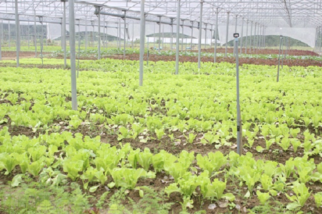 Mô hình rau sạch của HTX Nông nghiệp Cảnh Tiên đã được đánh giá cao trong định hướng phát triển kinh tế chung của toàn huyện (Ảnh: TL)