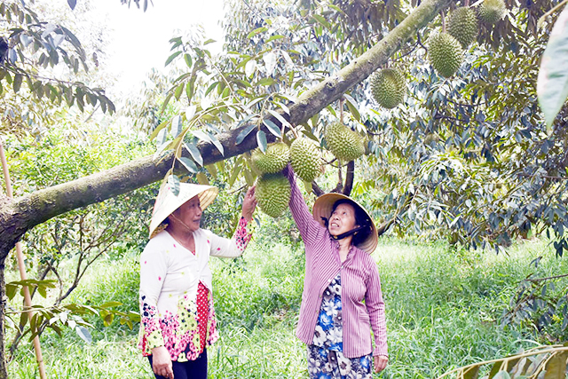 Nhiều nông dân tại Bến Tre đang tích cực chuyển đổi cây trồng để ứng phó với hạn mặn (Ảnh Tư liệu)