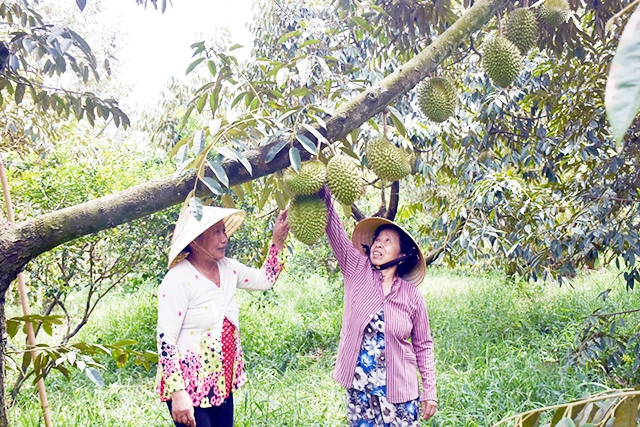 Nhiều nông dân tại Bến Tre đang tích cực chuyển đổi cây trồng để ứng phó với hạn mặn (Ảnh Tư liệu)