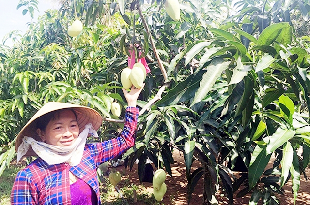 Các cây trồng thích ứng hạn mặn đang phát huy hiệu quả tích cực tại các địa phương tỉnh Bến Tre (Ảnh TL)