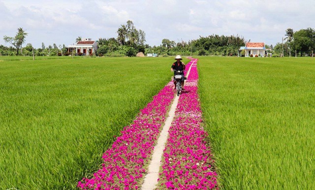 Mô hình ruộng lúa bờ hoa giúp nâng cao năng suất lúa và bảo vệ môi trường (Ảnh:TL)