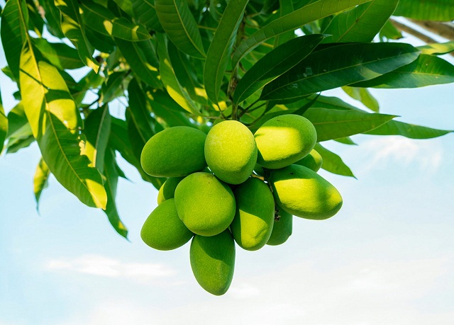 Xoài tròn Yên Châu vốn là nguồn gen cây trồng quý hiếm cần bảo tồn và phát triển (Ảnh:TL)