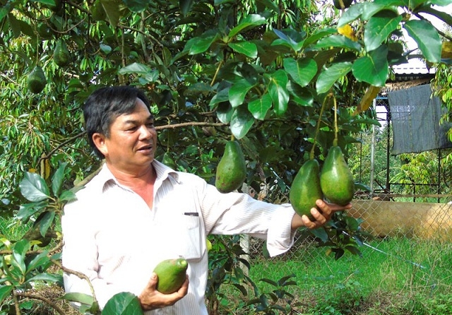 Giám đốc Dương Mã Dưỡng thành công với mô hình HTX bơ sáp cao cấp Mã Dưỡng (Ảnh:TL)