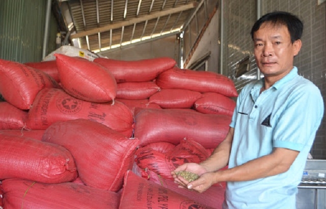 Sản lượng cà phê theo tiêu chuẩn VietGAP của HTX vào khoảng 300 tấn/năm (Ảnh: TL)