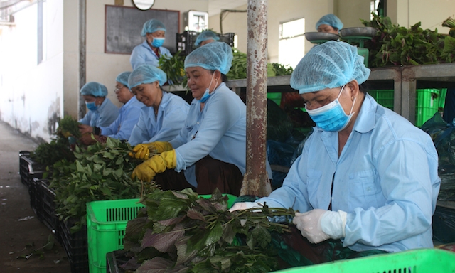 Các HTX nông nghiệp ở Tiền Giang thu hút nhiều lao động địa phương