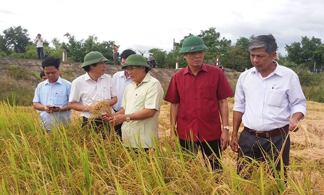 Lúa chất lượng cao ở huyện Hải Lăng thu hút sự quan tâm chỉ đạo của các cấp, ngành tỉnh Quảng Trị (Ảnh:TL)