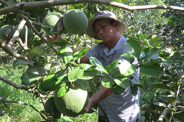 Bưởi da xanh có tiềm năng lớn để phát triển tại Bến Tre (Ảnh Tư liệu)