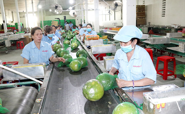 Các HTX bưởi tại Bến Tre đang phát triển theo hướng an toàn, hiện đại (Ảnh TL)
