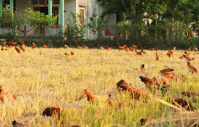 Mô hình nuôi gà sẽ được phát triển theo hướng hữu cơ, đảm bảo hiệu quả bền vững (Ảnh TL)