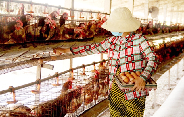 Mô hình nuôi gà đẻ trứng đang mở hướng làm giàu cho hàng chục hộ chăn nuôi tại Tân Lân (Ảnh tư liệu)