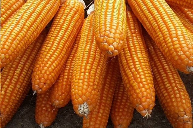 HTX đang liên kết với doanh nghiệp hỗ trợ người dân sản xuất ngô giống (Ảnh:TL)