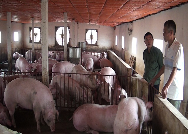 Tham gia tổ hợp tác giúp thành viên yên tâm sản xuất (Ảnh:TL)