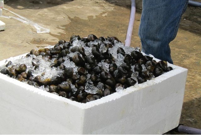 HTX Bó Ban có thể cung cấp ốc cho thành phố Hà Nội, Hải Phòng, Quảng NInh (Ảnh:TL)