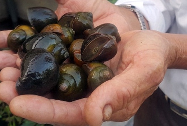 Ốc nhồi là một trong những vật nuôi cho hiệu quả kinh tế khả quan (Ảnh:TL)