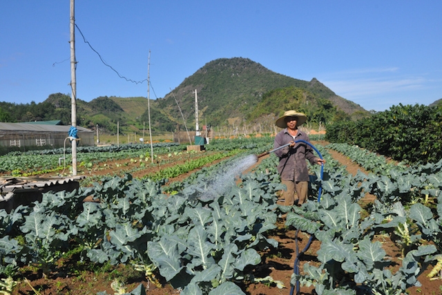 Vùng rau an toàn theo tiêu chuẩn VietGAP.