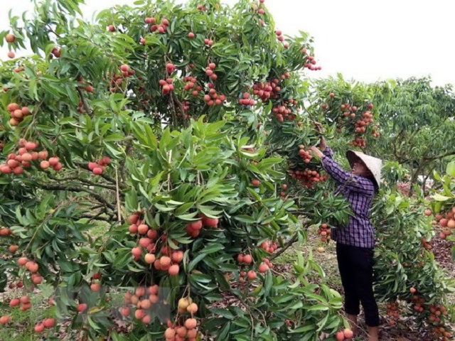 Lần đầu tiên, huyện Lục Ngạn triển khai sàn thương mại điện tử vải thiều (Ảnh: Internet)