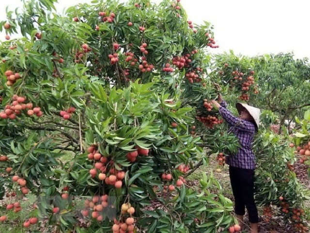 Lần đầu tiên, huyện Lục Ngạn triển khai sàn thương mại điện tử vải thiều (Ảnh: Internet)