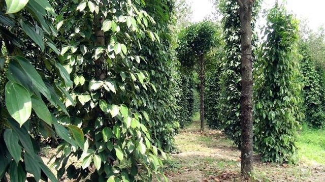 Tiêu ôm tràm là một trong những mô hình sản xuất hữu cơ tiêu biểu, không chỉ mang lại giá trị kinh tế vượt trội mà còn góp phần bảo vệ môi trường sinh thái (Ảnh:Internet)