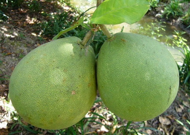 Bưởi da xanh của THT được đánh giá cao về chất lượng khi được trồng theo hướng hữu cơ (Ảnh: TL)