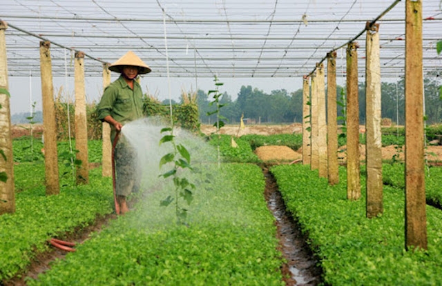 HTX đã đóng vai trò trở thành “cầu nối” giữa doanh nghiệp và nông dân (Ảnh: TL)